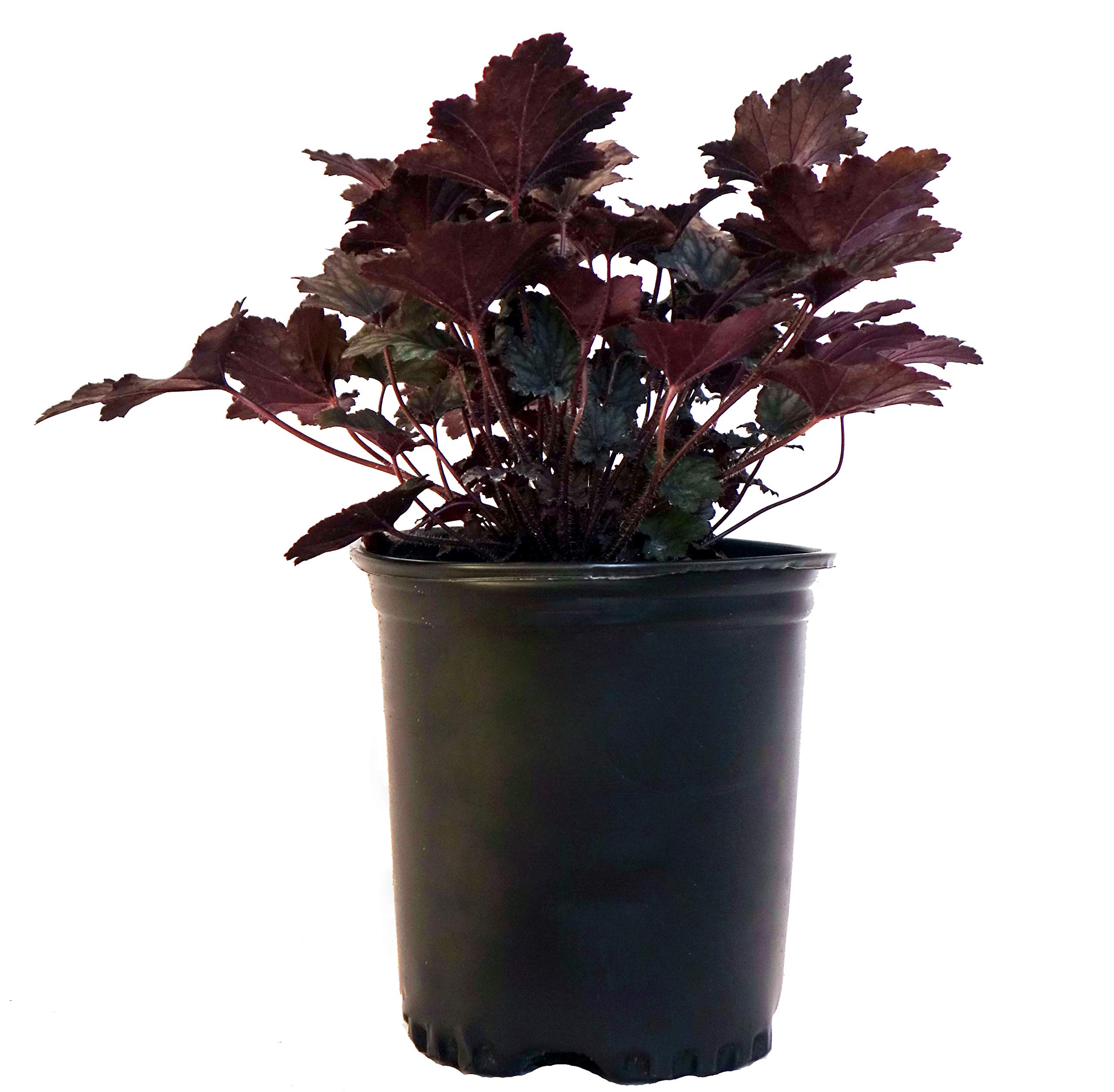 Heuchera Frosted Violet