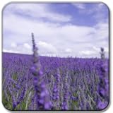live wallpaper Lavender