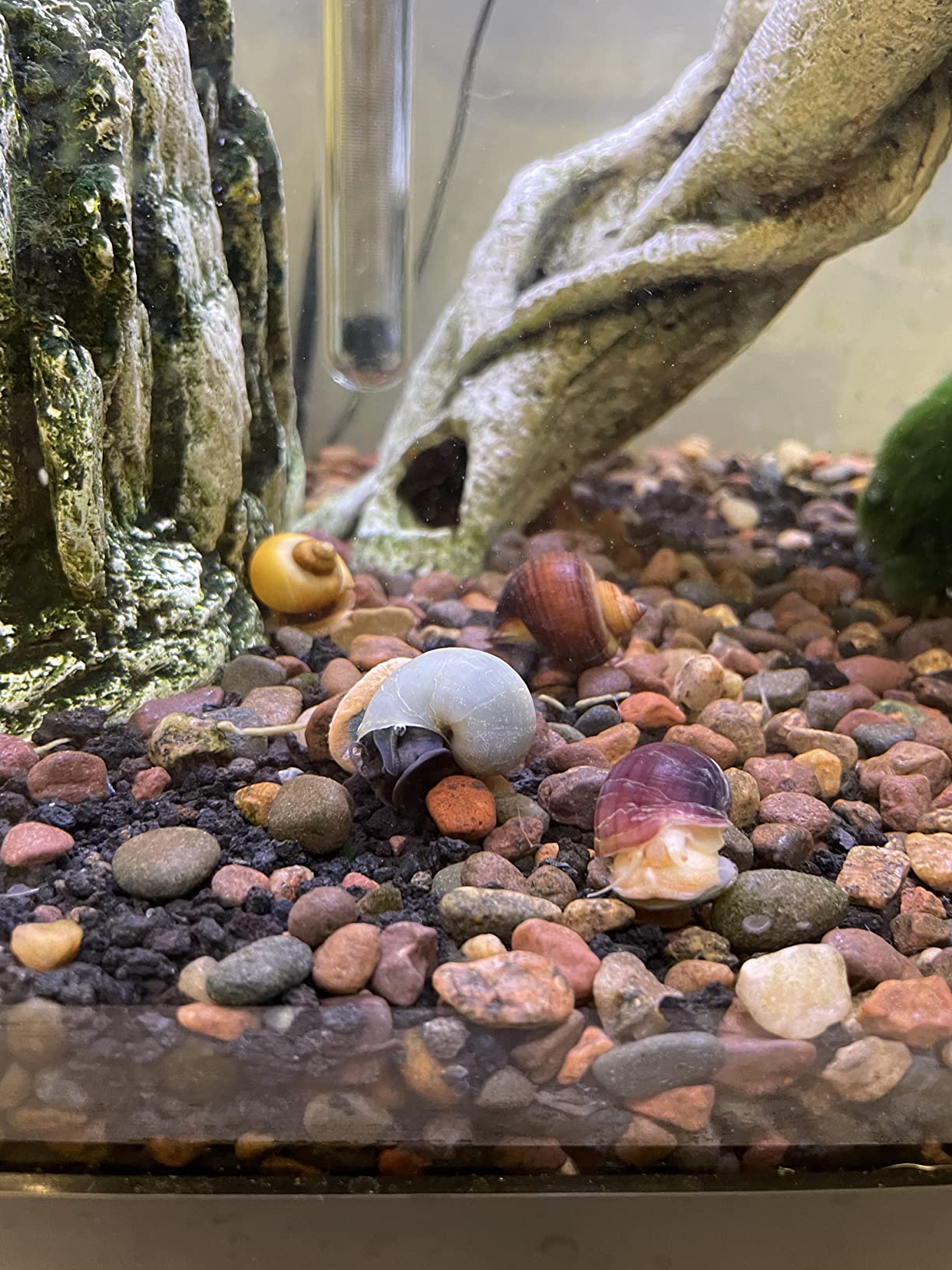 6/mo Finance Mystery Snails (3 Pack) Assorted + PnF Sticker Live