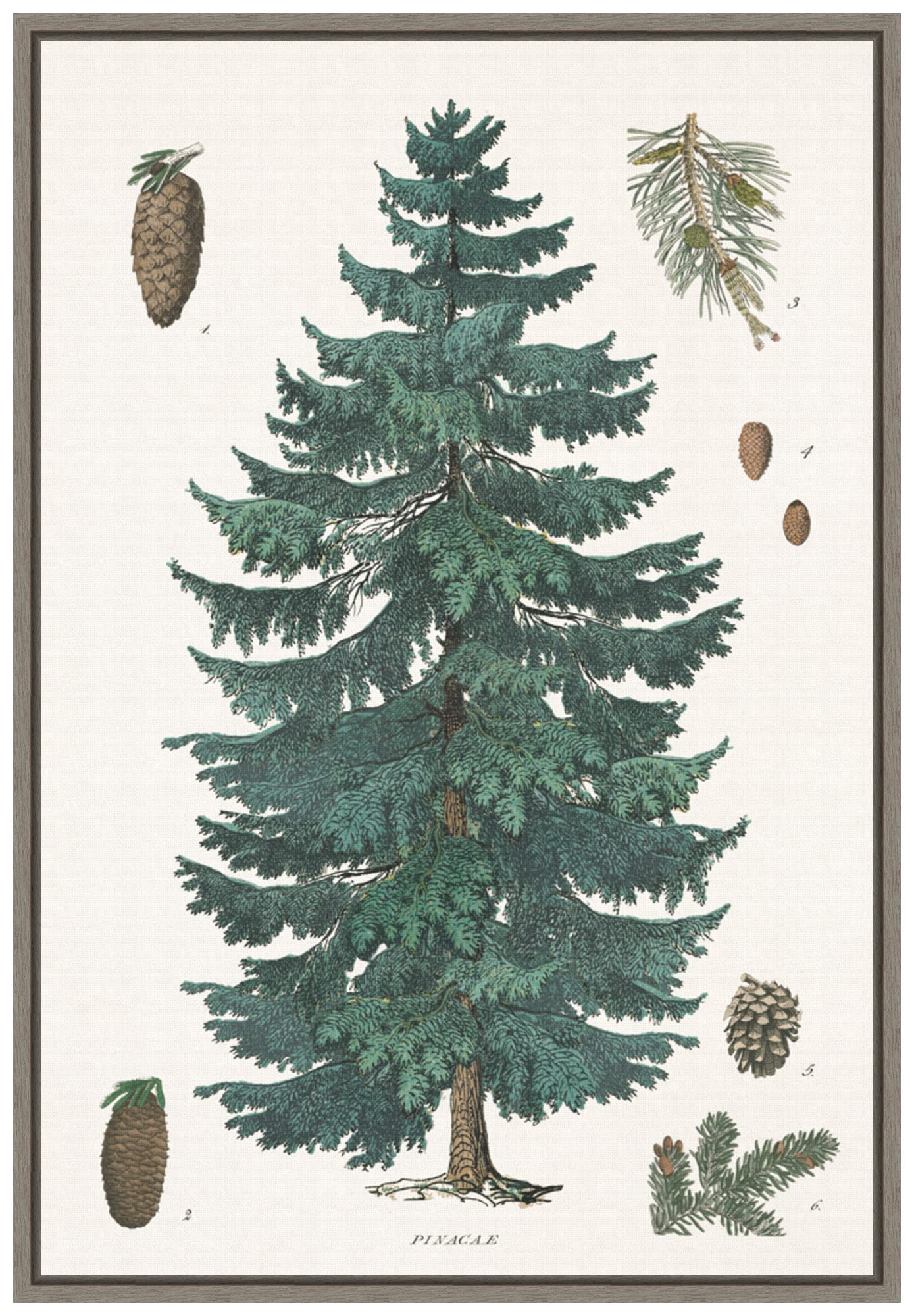 Amanti Art Framed Canvas Wall Art 23x16 Evergreen Botanical Chart by Wild Apple Portfolio, Framed Wall Art Canvas, Nature Artwork, Country Rustic Decor, Medium Poster Painting for Living Room,