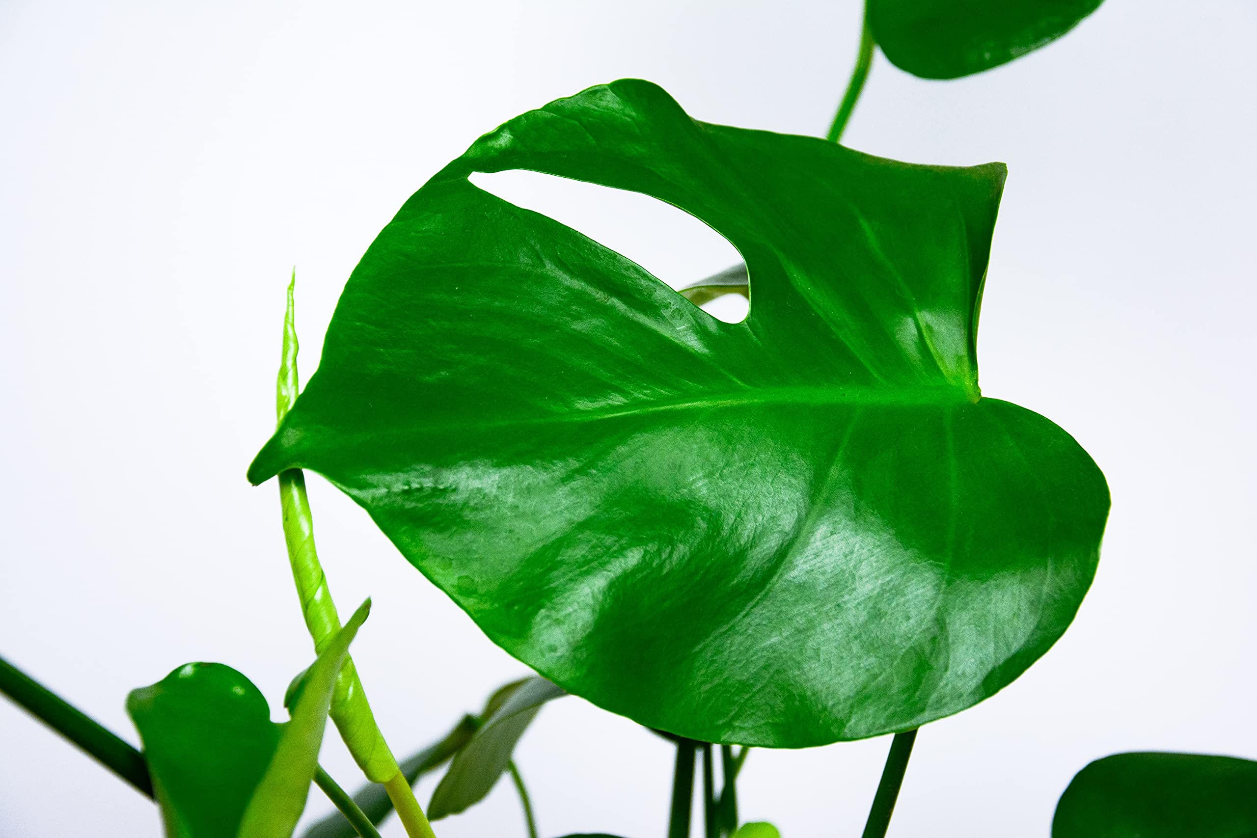 Verdecora Pack Plantas Ornamentales de Interior en mactea Ø13cm: Spathiphyllum, Anthurium Rojo y Monstera | Plantas Elegantes y Purificadoras | Ideal para Hogar u Oficina