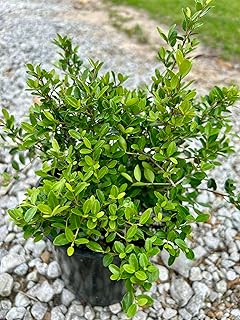 Dwarf Yaupon Holly Shrub, Live Plant, 1 Gallon Container Size, Evergreen...