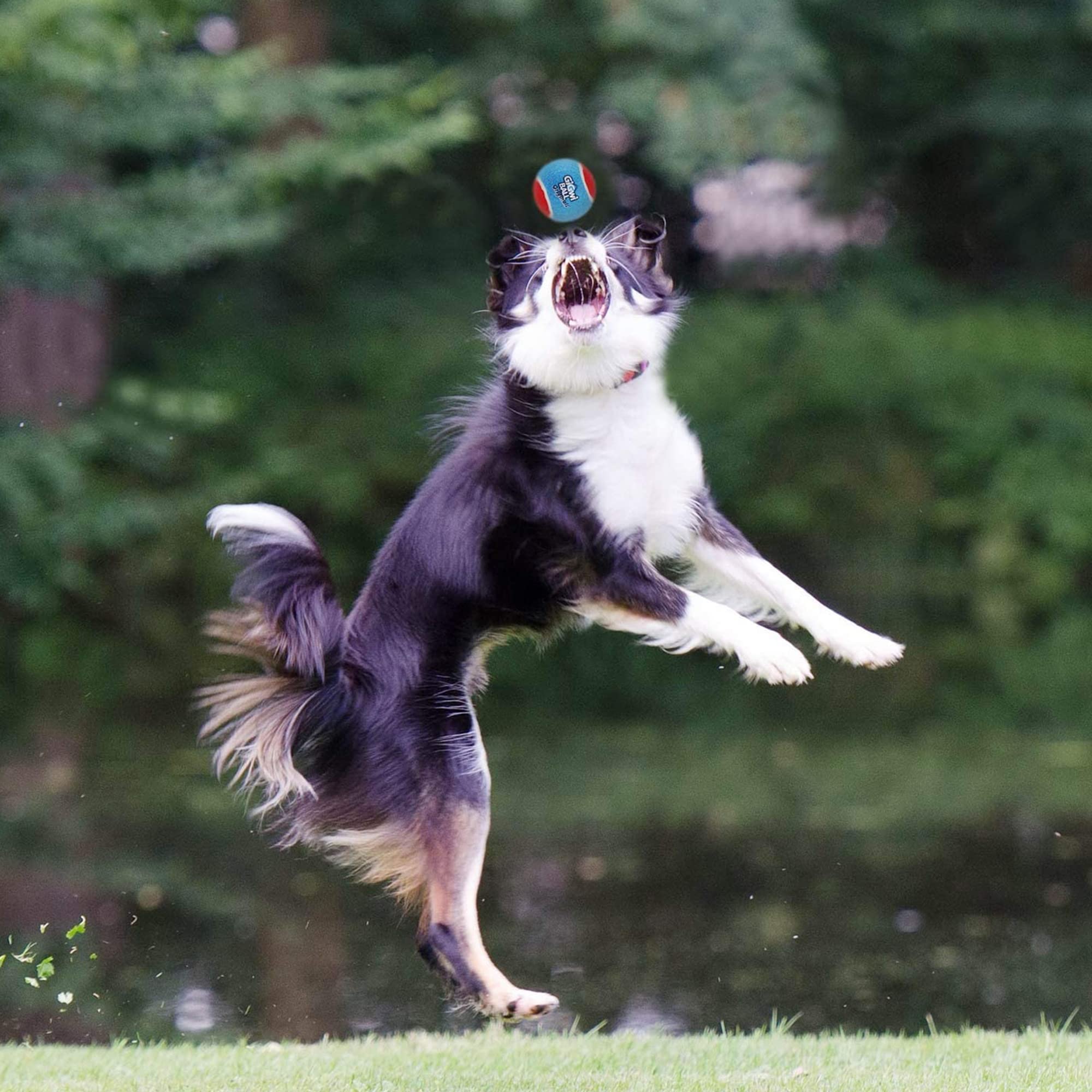 Gigwi Squeaky Tennis Ball Dog Toys, Interactive Dog Ball for Small and Medium Dogs Training, 2.5” Colorful and High Bounce Rubber Toy?3 Pack?