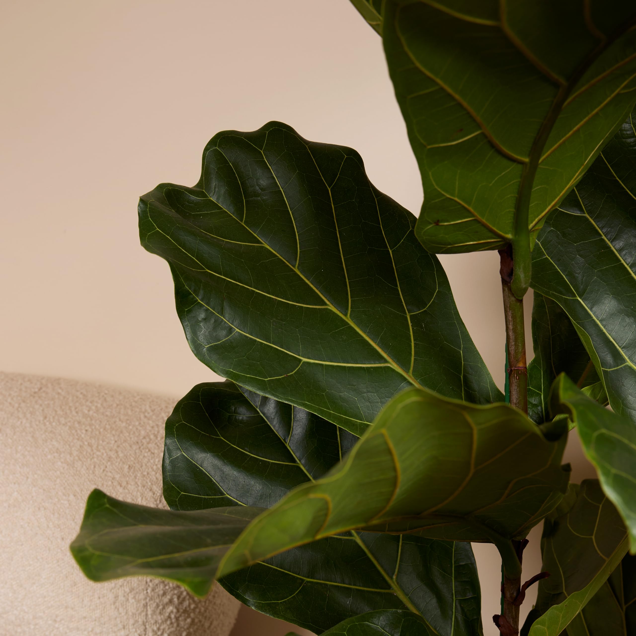 Bloomique - Ficus Lyrata - Geigenblatt - XXL Zimmerpflanzen - Luftreinigend - Pflegeleicht - Höhe 140-160 cm - 30 cm Topf