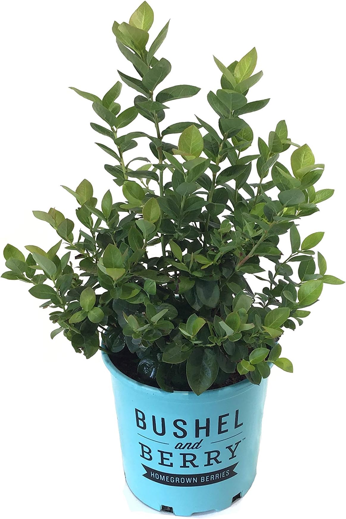 Premier Plant Solutions19827 Blueberry Blueberrry (Vaccinium) Peach Sorbet, 19cm