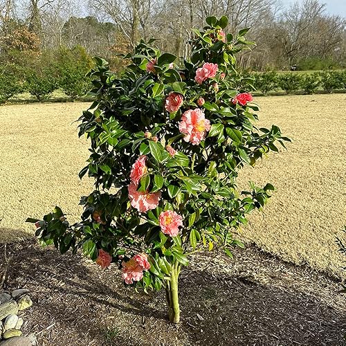 Miniatura 6 de Camellia Japonica La Peppermint 3 galones