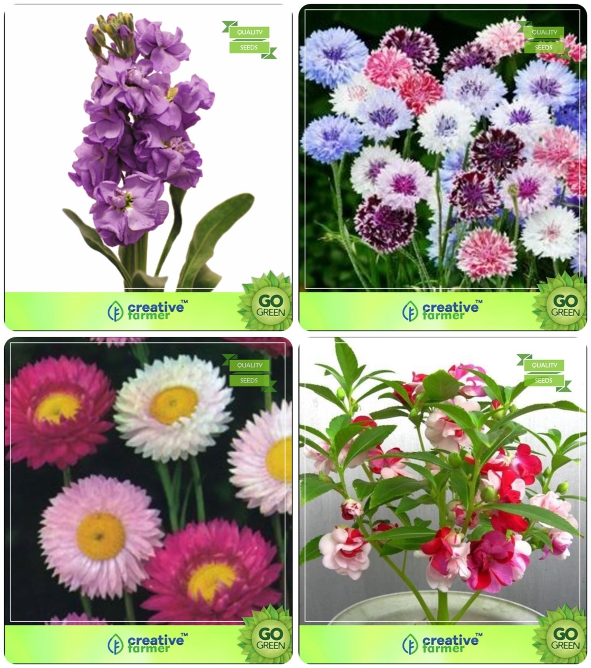Creative Farmer Flower Seeds Flower Seed For Pot Combo Stocks, Corn
