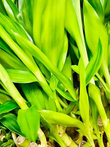 Miniatura 4 de Lucky Bamboo Arrangements - Paquete de 3 arreglos de 3 vástagos de 6 pulgadas, 6 pulgadas, 8 pulgadas