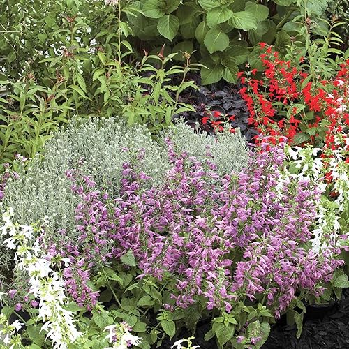 Miniatura 5 de Clary Sage Seeds - Blue Monday - 14 libra - Semillas de flores azulmoradas, semillas polinizadas abiertas atraen abejas, atrae mariposas, atrae