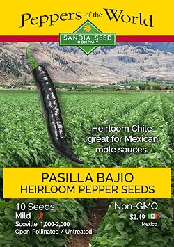 Pasilla Bajio Mild Chile Seed - 10 Seeds - Heirloom - Easy to Grow