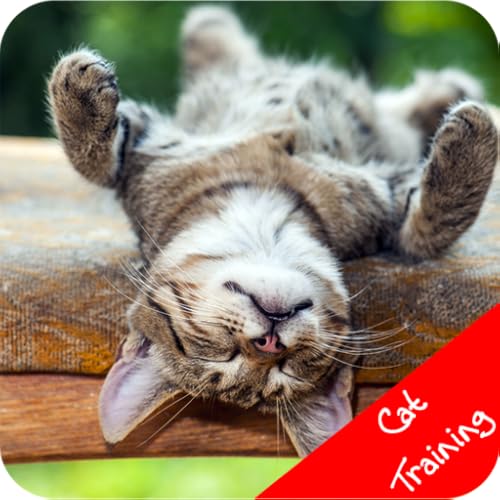 Cat Training - //medicalbooks.filipinodoctors.org