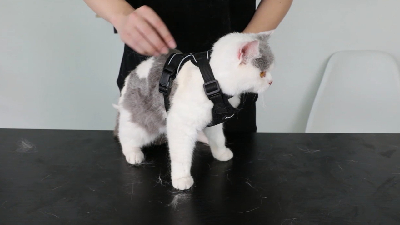 rabbitgoo Cat Harness and Leash for Walking, Escape Proof Soft Adjustable Vest Harnesses for Cats, Easy Control… - Image 8