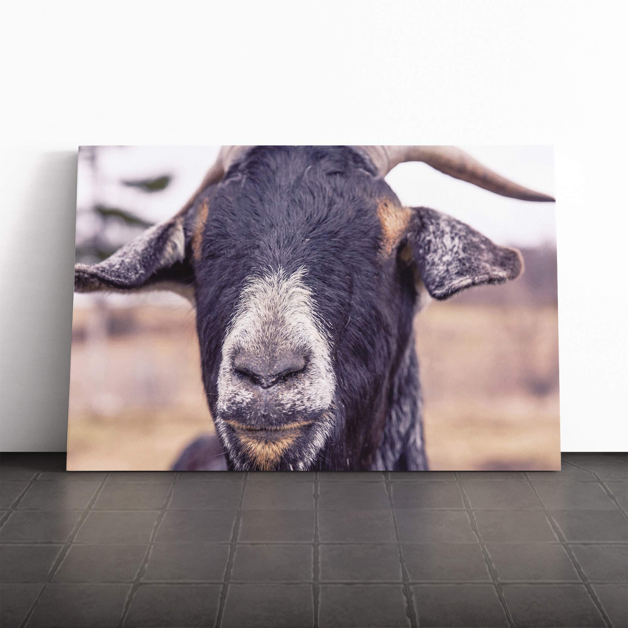 Goat Vol.6 Canvas Print | Gallery Wrapped 30mm Frame Wall Art | 30x20 inches | Ready to Hang | Modern Animals Picture | Living Room Bedroom Lounge Office