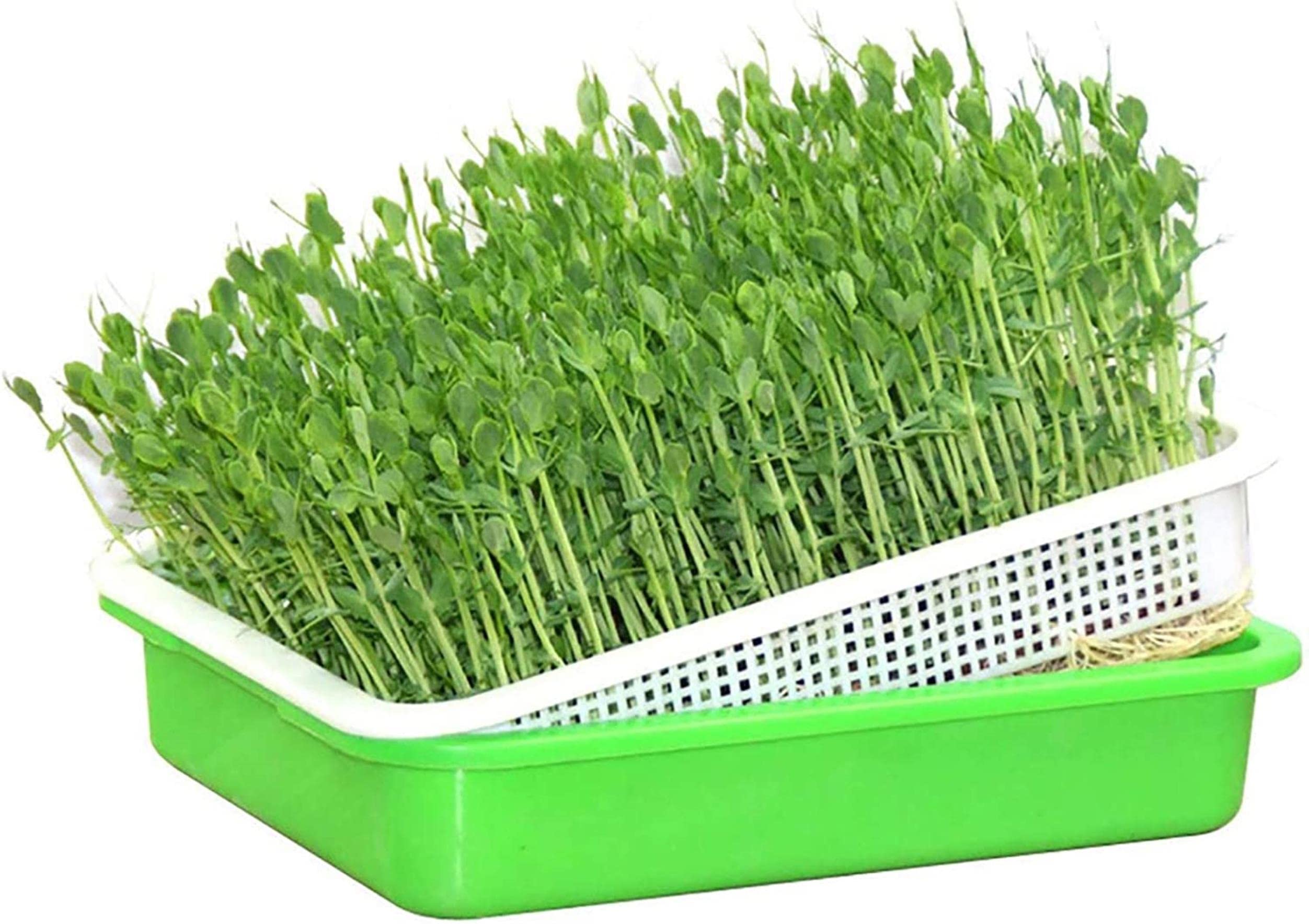 Bandeja De Germinación De Semillas De 4 Piezas, Bandeja De Germinación De Brotes De Soja, Kit De Germinación Cubierto, para La Germinación De Semillas Súper Pequeños Agujeros