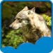 Fonds d'écran Wolf Live
