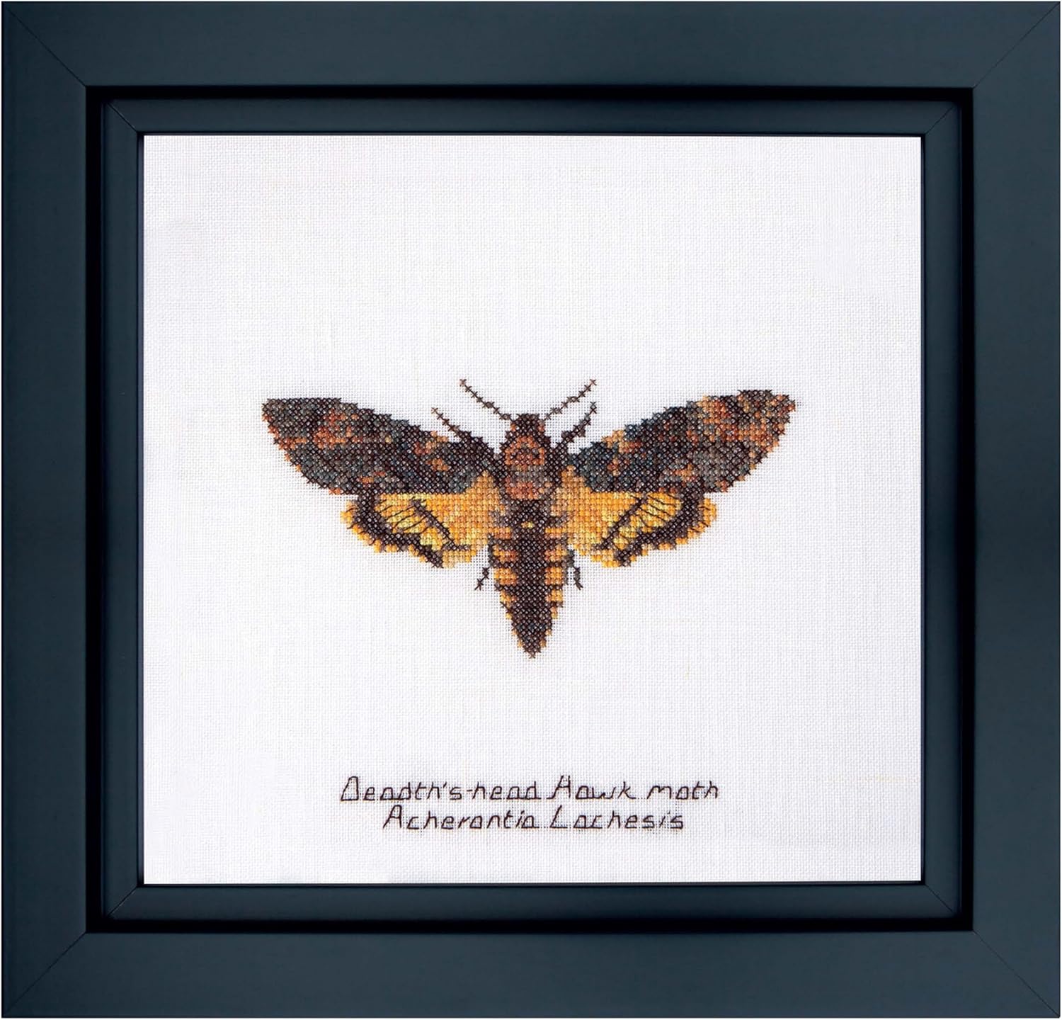 Thea Gouverneur - Counted Cross Stitch Kit - Death's-Head Hawk Moth - Aida - 16 Count - Embroidery Kit for Adults - DMC Embroidery Threads and Other Cross Stitch Supplies Included - 563A