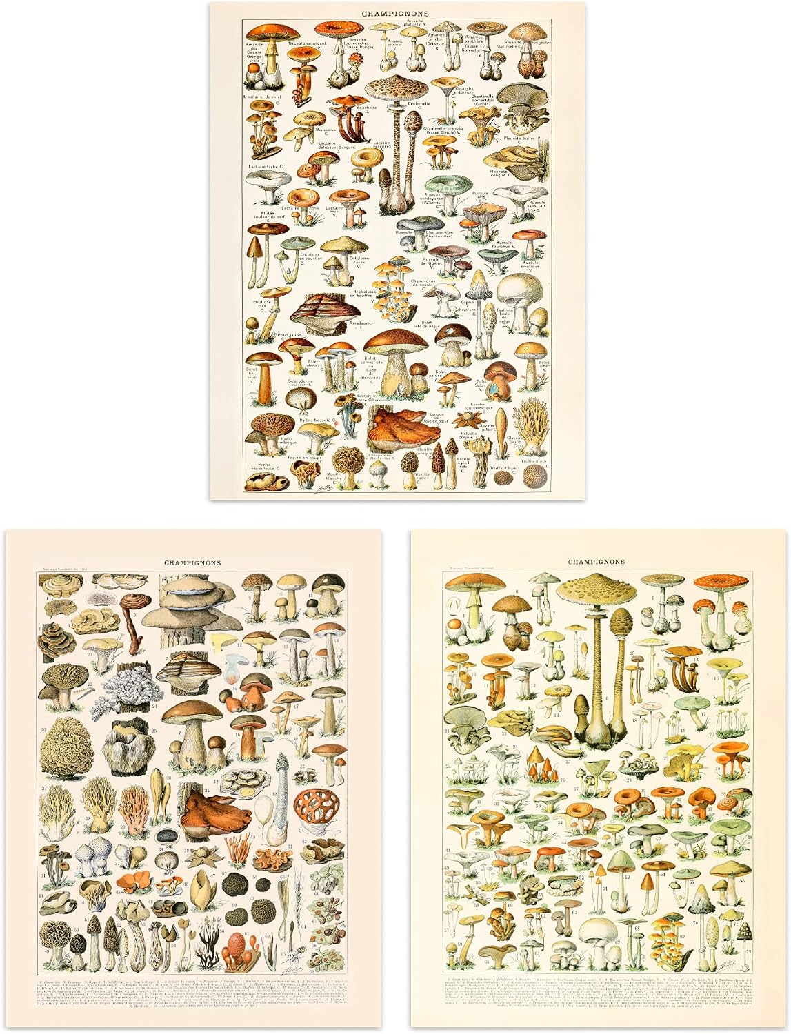 Artery8 Iconic Illustrations Of Mushrooms Vintage Millot Set Of 3 Unframed Wall Art Prints Kitchen Aesthetic Fungus Champignon 12X16 Inch