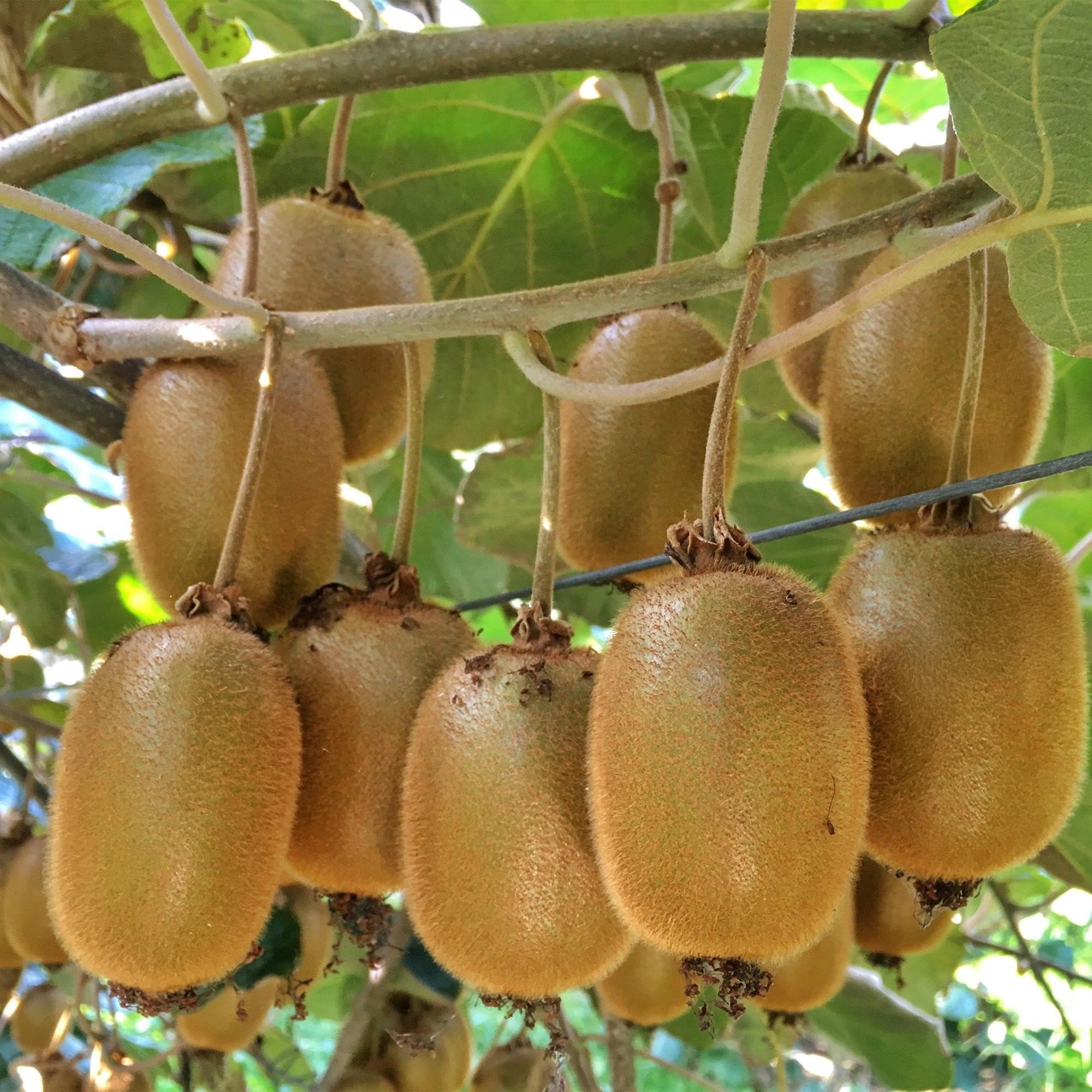 Plantas de Kiwi Hembra Hayward, para Jardín, Verde, Pack de 2, 50 cm
