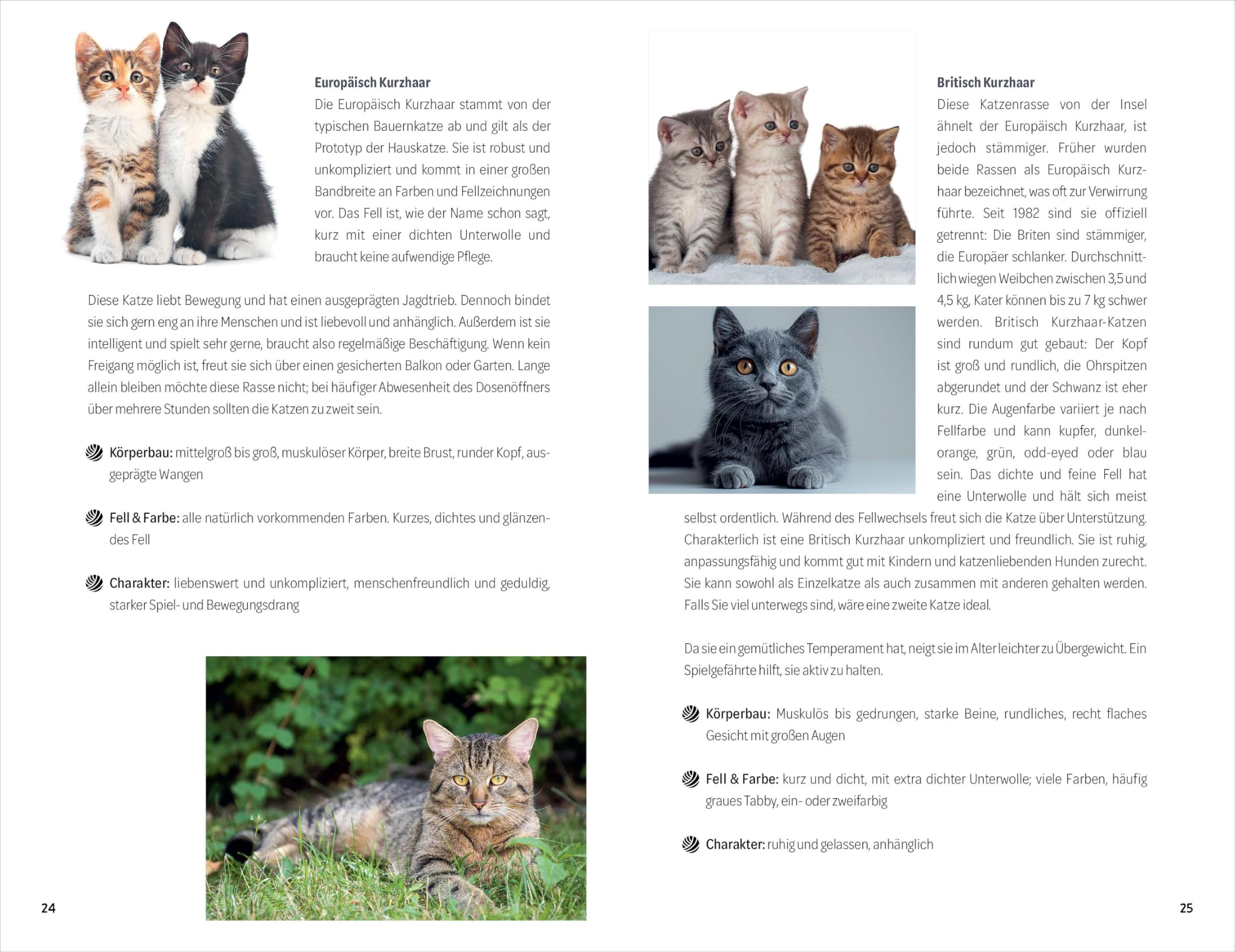 101 Dinge, die man wissen muss, wenn ein Katzenbaby einzieht - Katzenbaby Tipps & Ratgeber Katze: Katzenbaby Ratgeber: Tipps für die richtige Pflege und den perfekten Katzenbedarf!