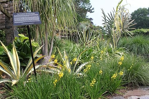 Miniatura 3 de Bulbine Frutescens Yellow - 3 plantas vivas - Mariposa que atrae la floración Groundcover