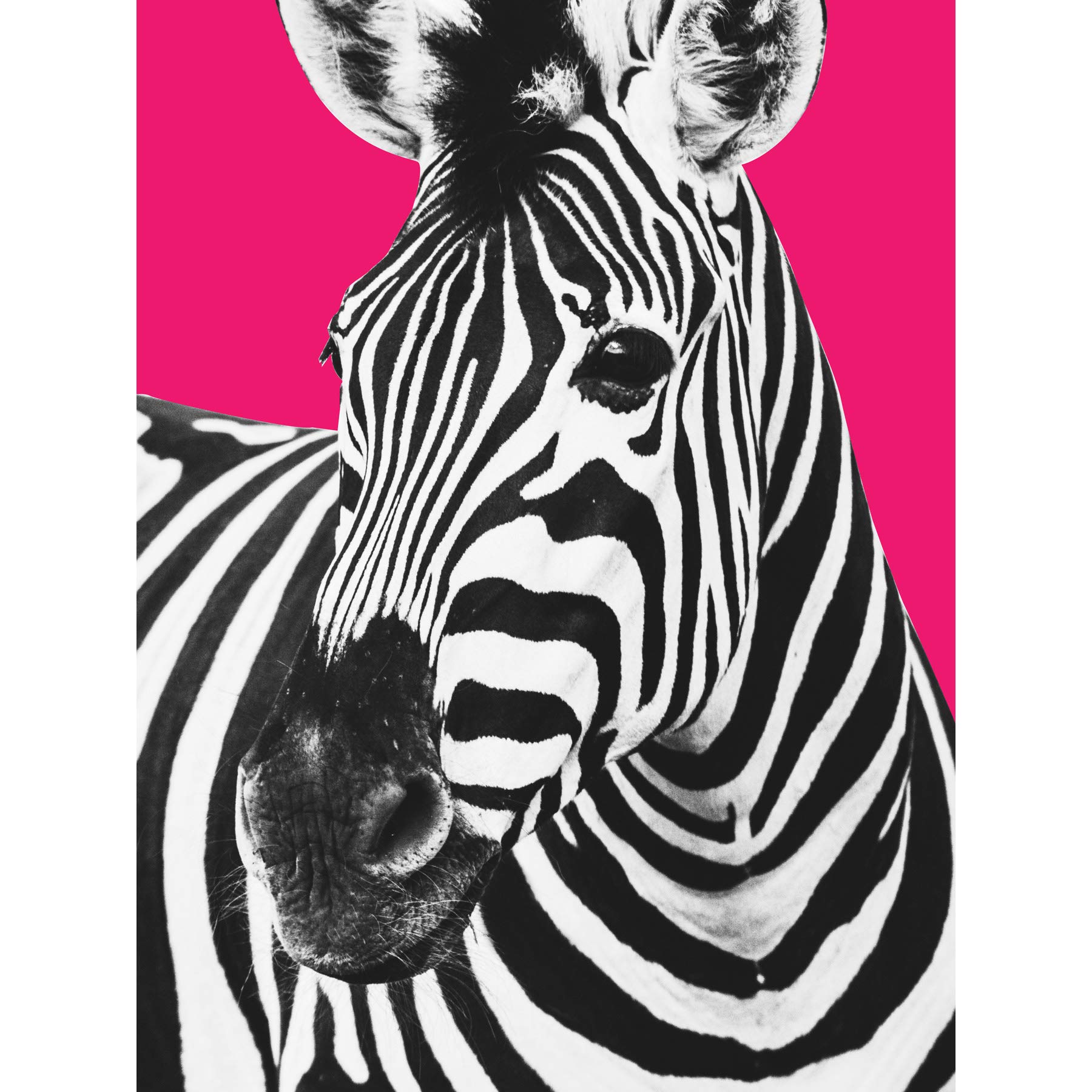 Wee Blue Coo Close up Beasties Zebra Large Art Print Poster Wall Decor