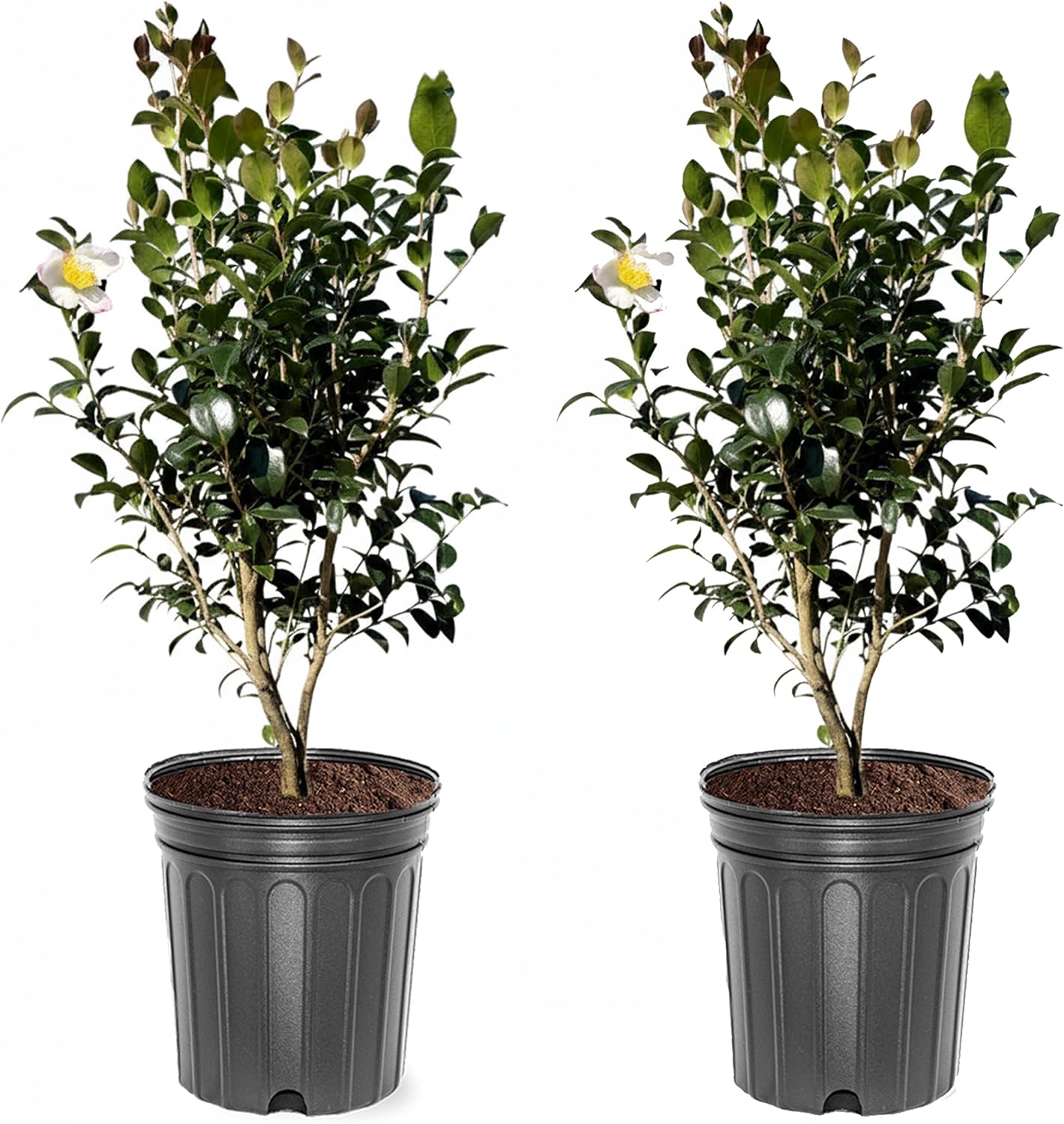 Setsugekka Sasanqua Camellia, Live Evergreen Shrub, Cold Hardy, White Fall Blooms, 3 gal. Nursery Pot (Due to Agricultural Laws, we Cannot Ship to CA, AZ, AK, or HI - Orders Will be Cancelled)