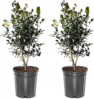 Setsugekka Live White Camellia Shrub, 2 Pack