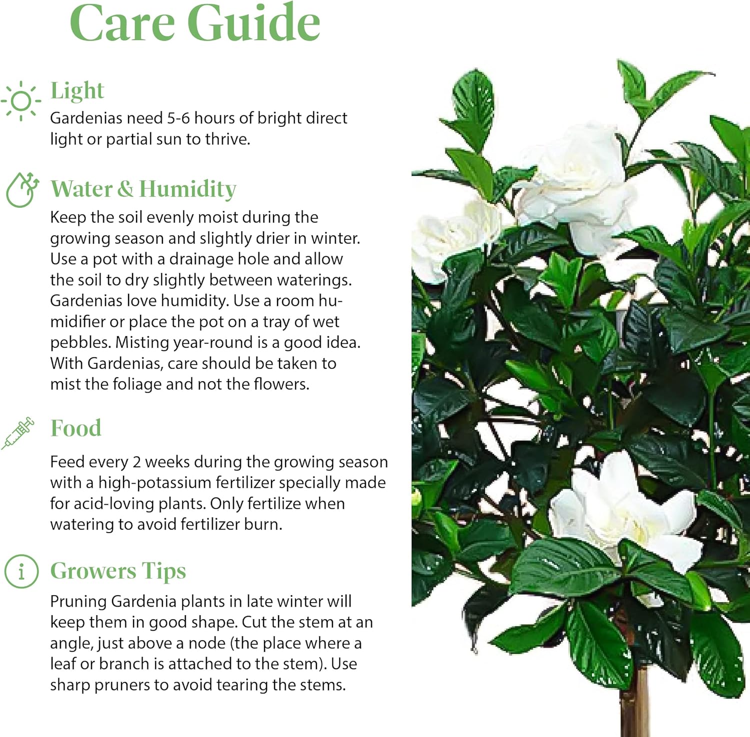 American Plant Exchange Gardenia Tree – Live Evergreen in Large 8-Inch Pot, Fragrant White Blooms, Easy-Care Indoor & Outdoor Flowering Tree for Home, Patio & Garden Décor