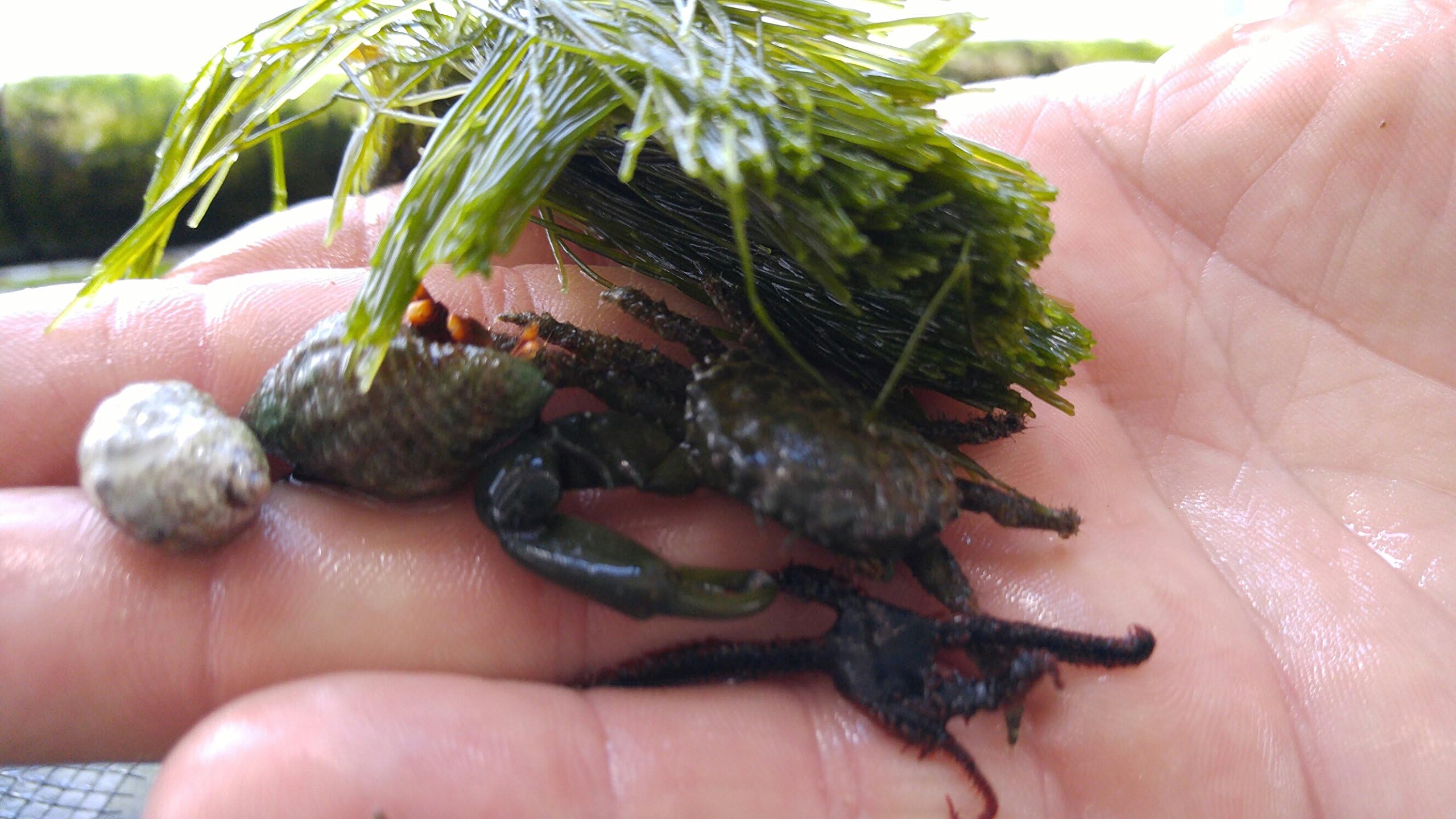 LIVE 1 emerald crab