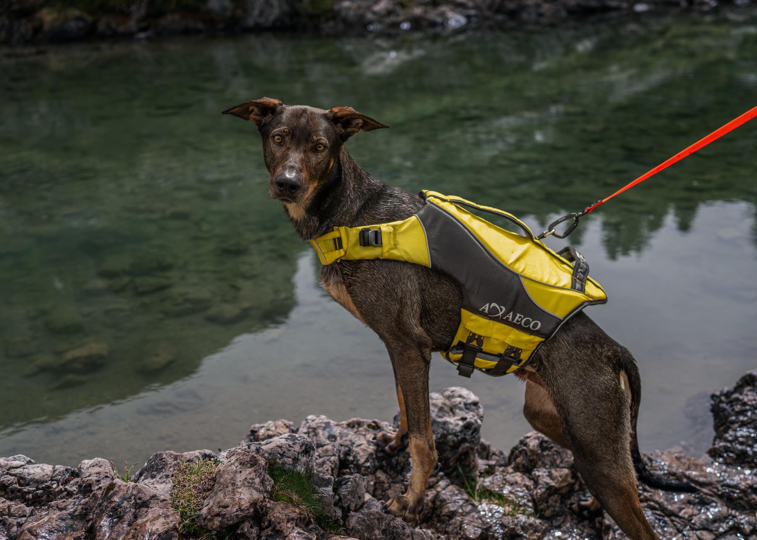 AQUA Giubbotto Salvagente per Cani S Giallo Grigio Scuro Poliestere Rip-Stop Idrorepellente