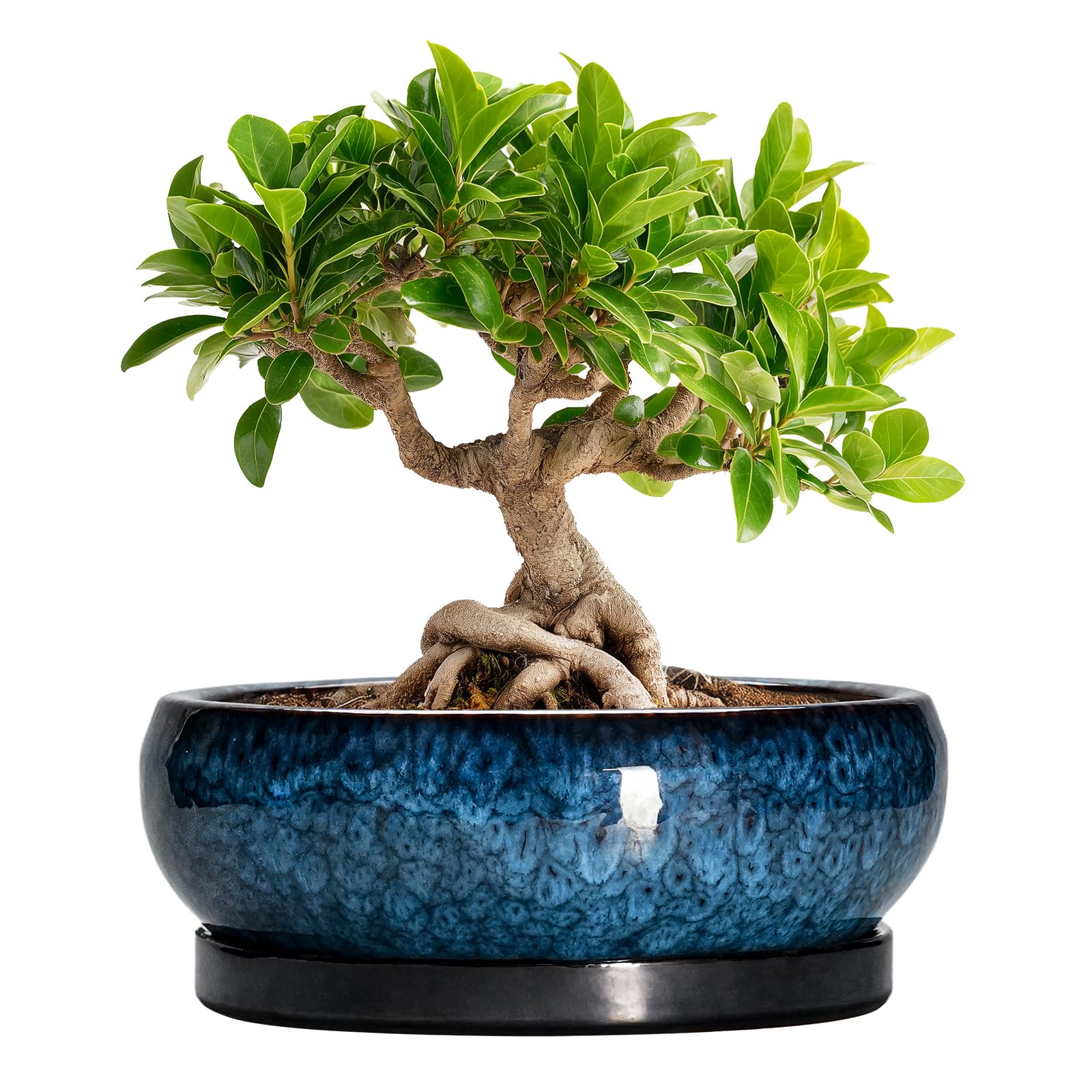 EPFamily 8 Inch Ceramic Bonsai Pot