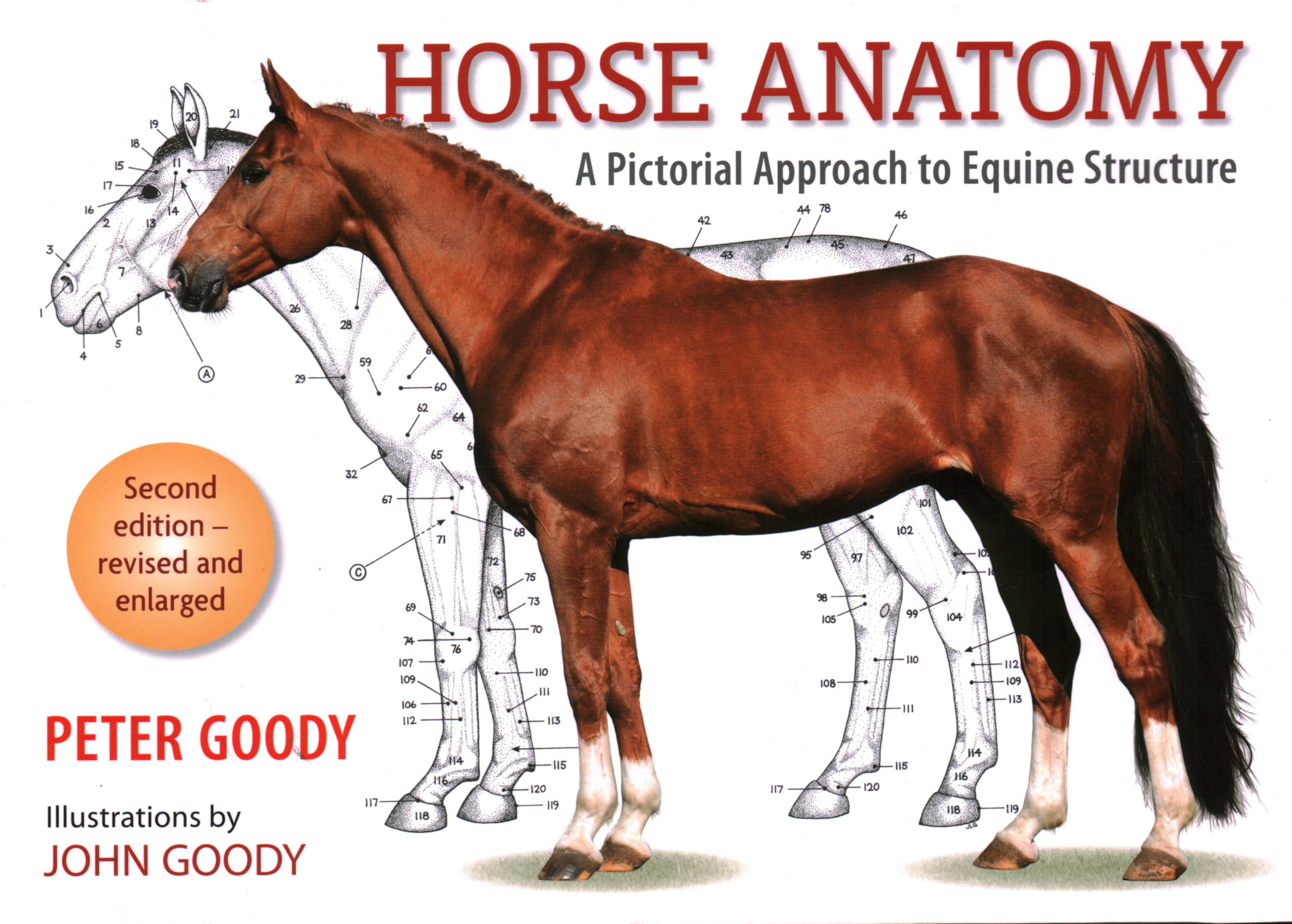 Horse Anatomy: A Pictorial Approach to Equine Structure Paperback – Illustrated, 28 Oct. 2000