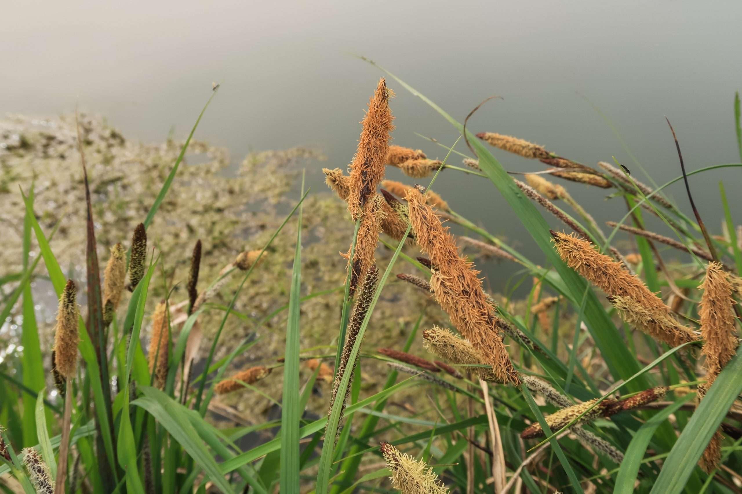 Lincolnshire Pond Plants Ltd - Carex Acutiformis (Slender Sedge) - Marginal Pond Plants - MP021-1 / 9cm Potted