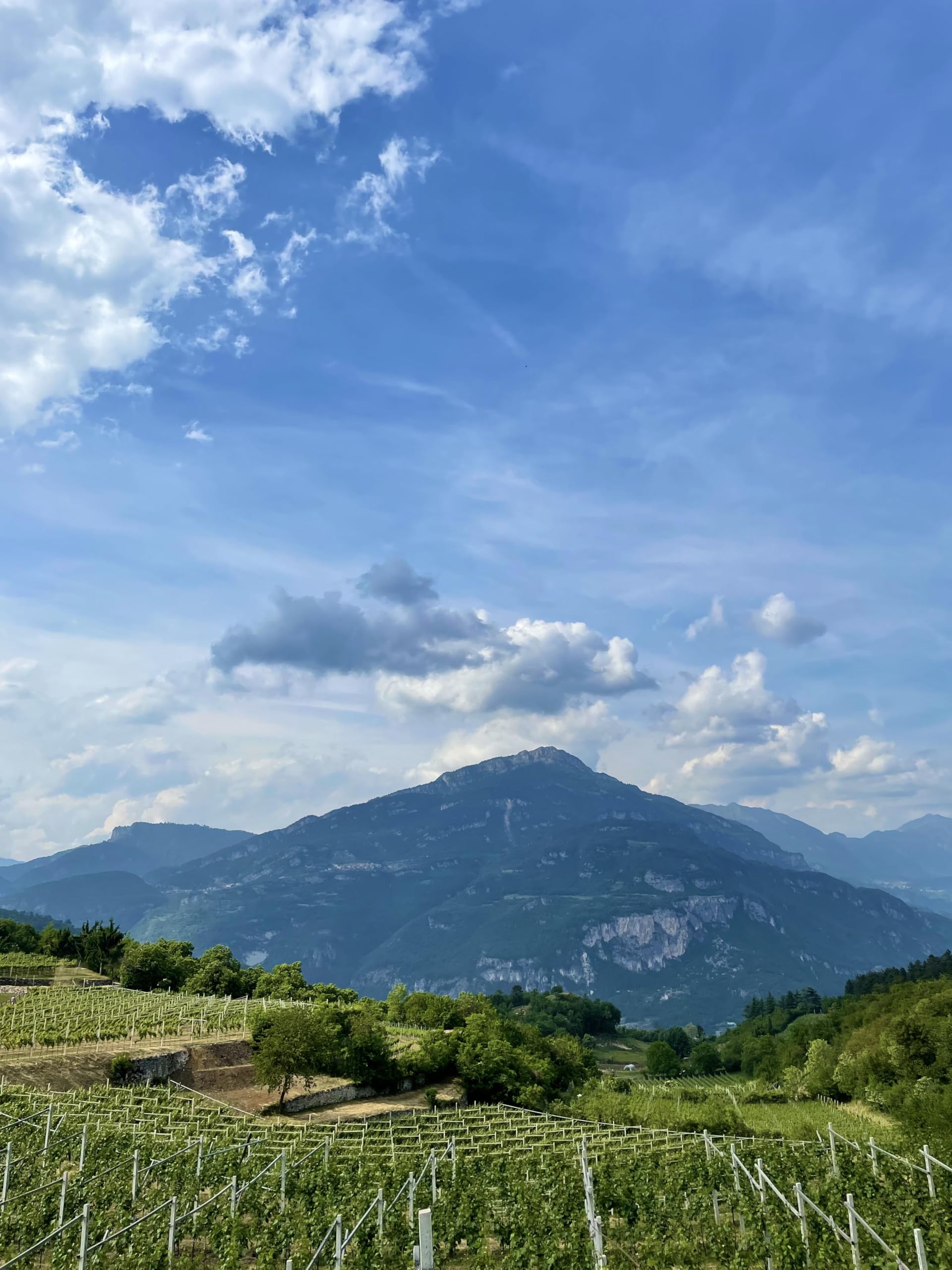 ALBINO ARMANI - Trentino GEWÜRZTRAMINER Tasting - Pack da 3 bottiglie di Gewürztraminer Trentino DOC