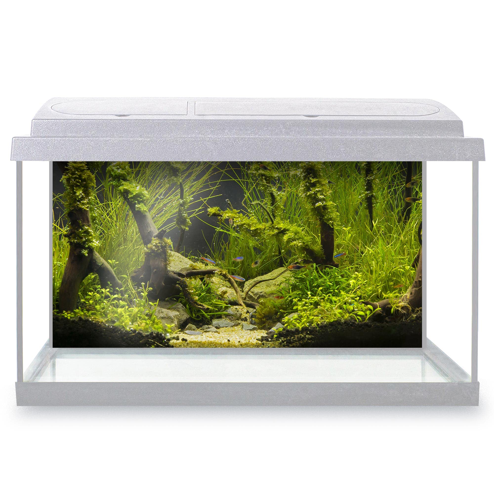 DV DESIGN Aquarium Fish Tank Background 100x50 cm - Green Beautiful Plants Tropical Freshwater Fishes Sea Underwater Static Cling Vinyl Vivarium Terrarium External Application #500036