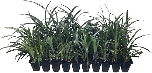 Super Blue Liriope Muscari - 40 tapones vivos - Plantas de césped que cubren el suelo