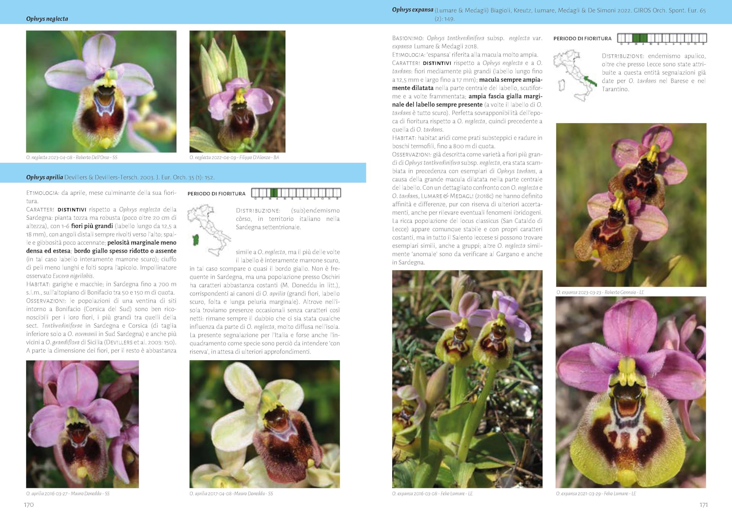 Orchidee d'Italia. Guida alle orchidee spontanee