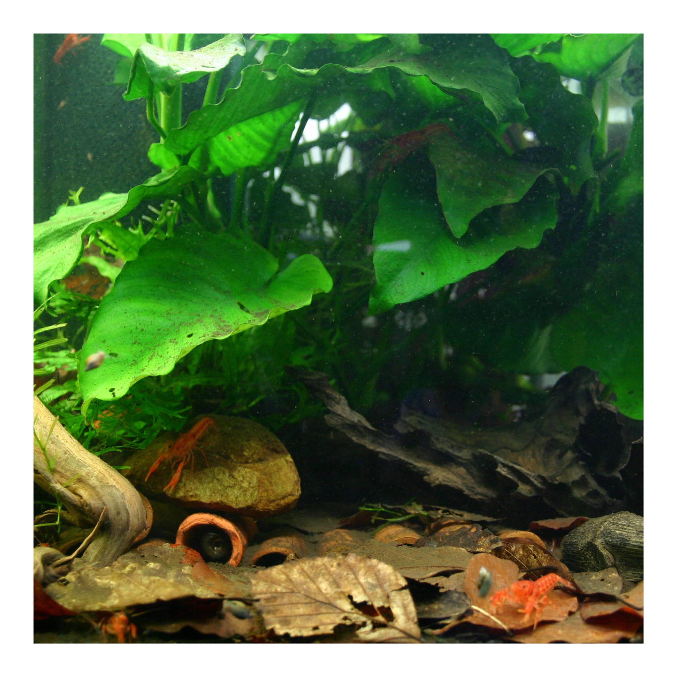Nano-Aquarium Black Cube 20 L mit LED-Beleuchtung, Abdeckscheibe und Unterlegmatte für Garnelen, Krebse und kleine Fische