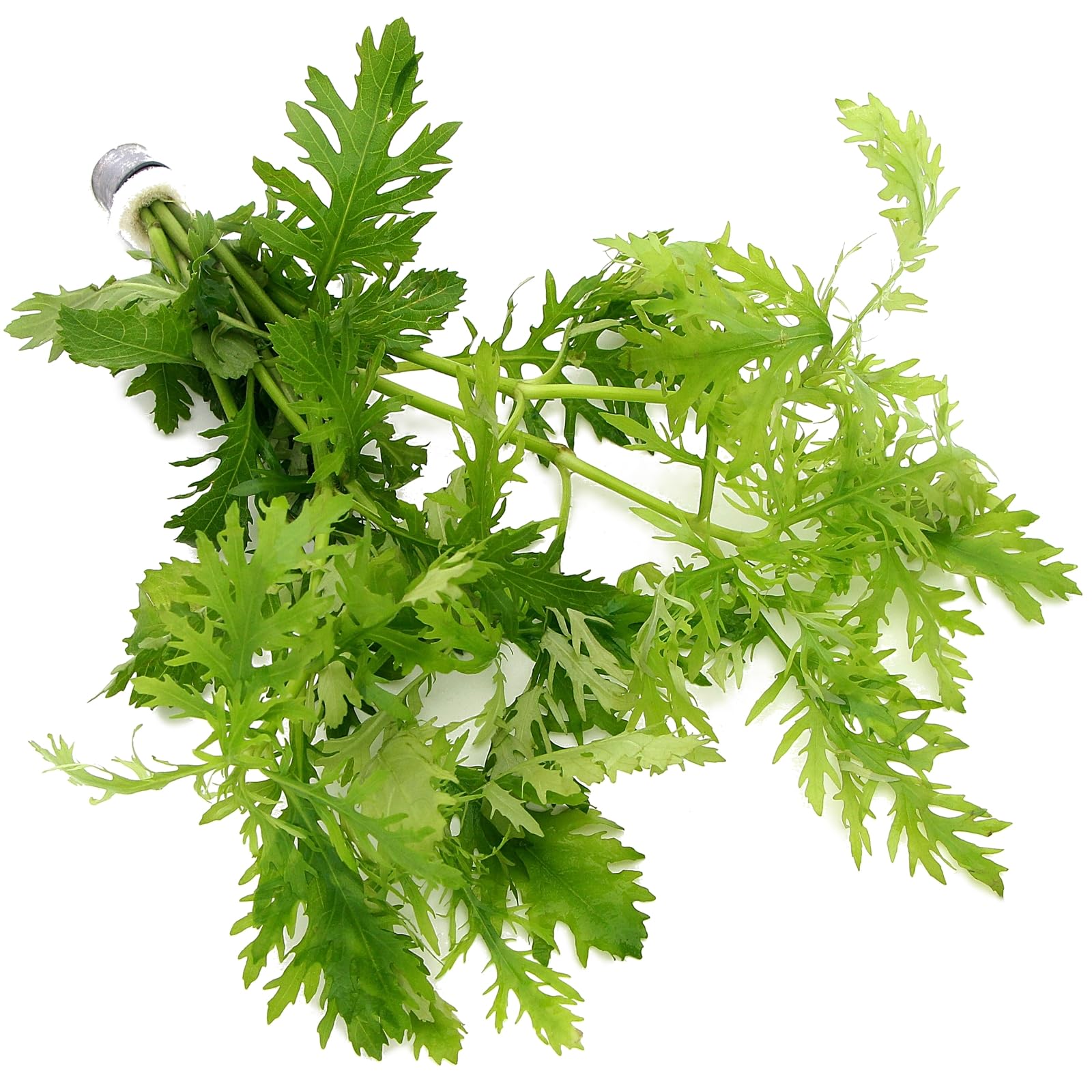 K2AQUA Hygrophila Difformis (1 Bunch) Water Wisteria Live Aquarium Plant Healthy Freshwater Tropical Greenery Easy Care Oxygenating for Aquariums or Tanks