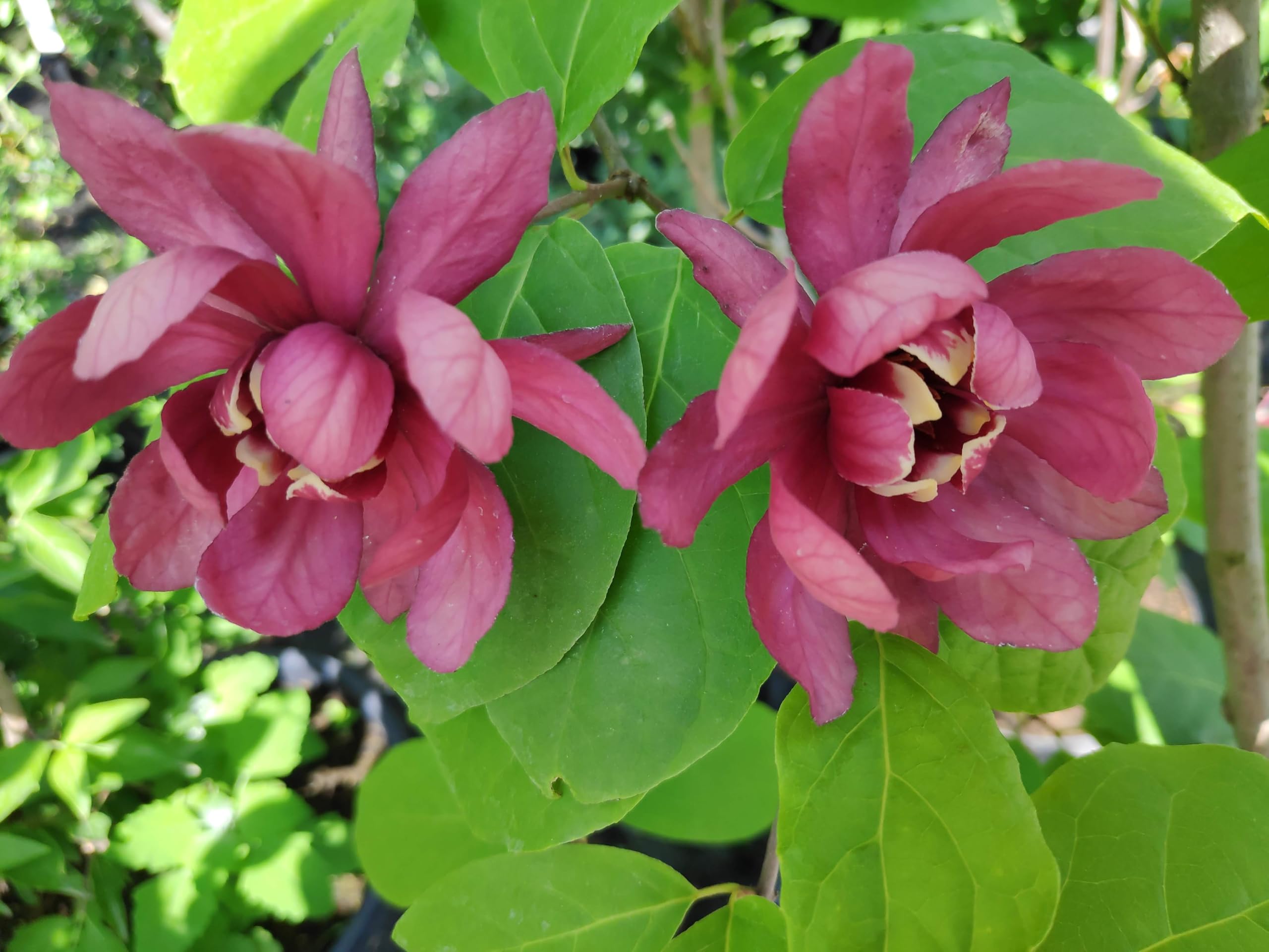 roter großblumiger Gewürzstrauch Sinocalycalycanthus Hartlage Wine 100-120 cm