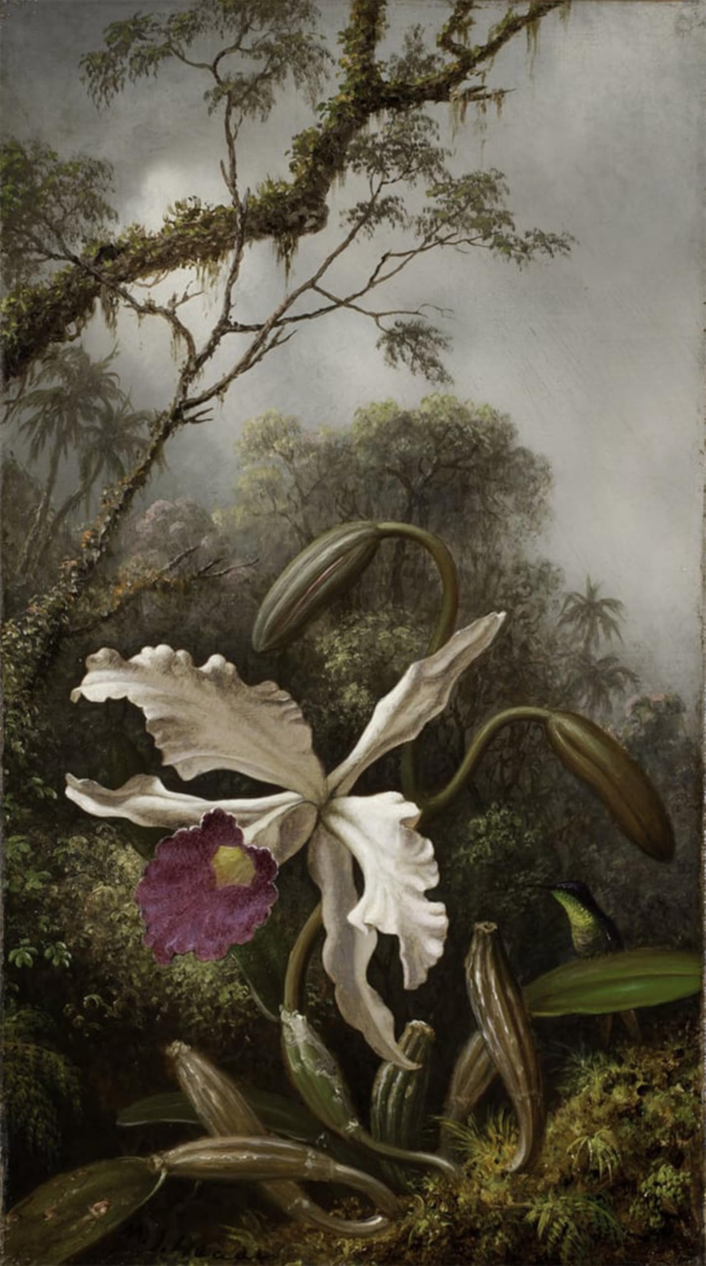 POSTERIIk Vintage Print Pop Art Landscape Artwork Hummingbird with White Orchid by Martins Johnson Heade Art Prints for Office Home Decor 60x90cm