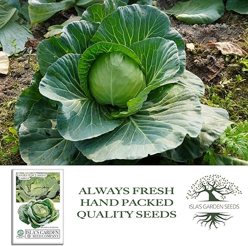 Miniatura 4 de Semillas de col Golden Acre (Brassica oleracea) – Más de 1000 semillas de reliquia sin OMG de Isla's Garden Seeds, maduración temprana y cabezas