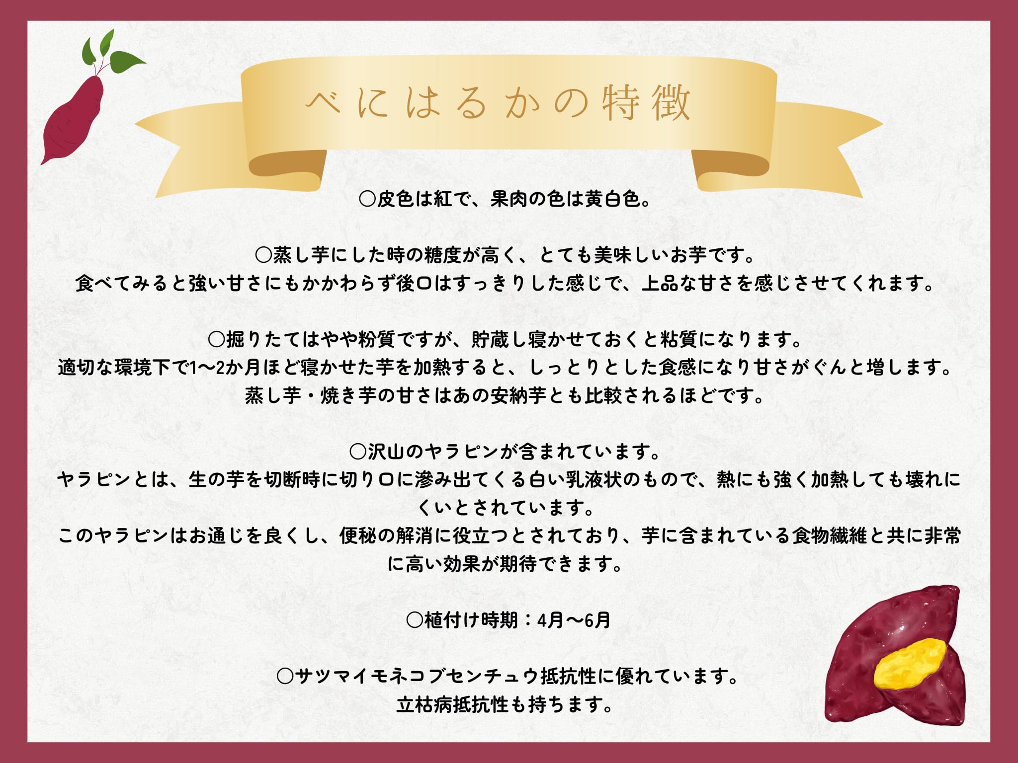 Amazon.co.jp: ※最終受付 令和8年7月8日まで※サツマイモ苗 紅はるか