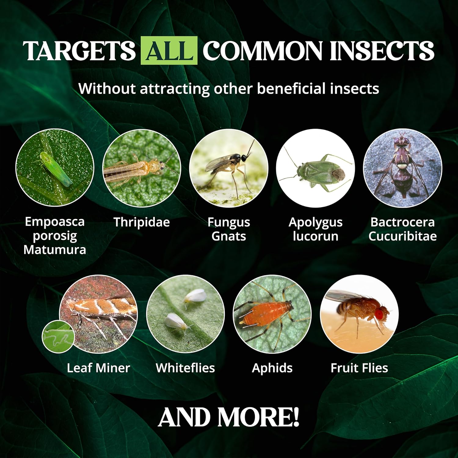 Catchmaster GRO Yellow Large Double Sided Sticky Traps 50PK, Adhesive Bug & Fruit Fly Trap, Pest Control for Home, Farm, Garden, Hydroponics & Greenhouse, Protect Live Plants Indoor & Outdoor