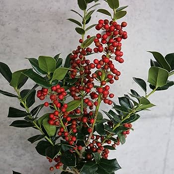 モリヤの庭の木の葉 1(1924)2(1925)セット Amazon.co.jp: ハッピーガーデン ギフト ウサギのコニファー 約