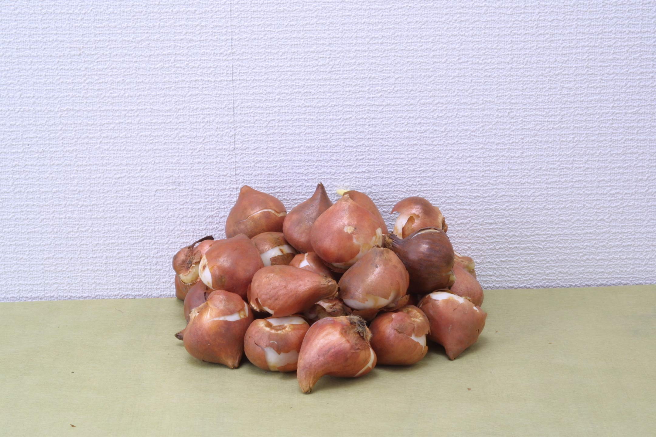 チューリップ球根➕さつまいもの葉っぱ 91BdQ77mu1L._UF1000,1000_QL80_.jpg