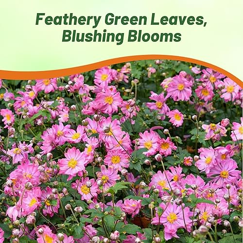 Miniatura 7 de Outsidepride Semillas de anémona rosa para plantar, 200 semillas de flores perennes resistentes y autosiembradas con flores vibrantes y follaje