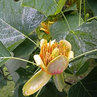 Tulipier de Virginie 2L - Les fleurs et les feuilles ressemblent à une tulipe