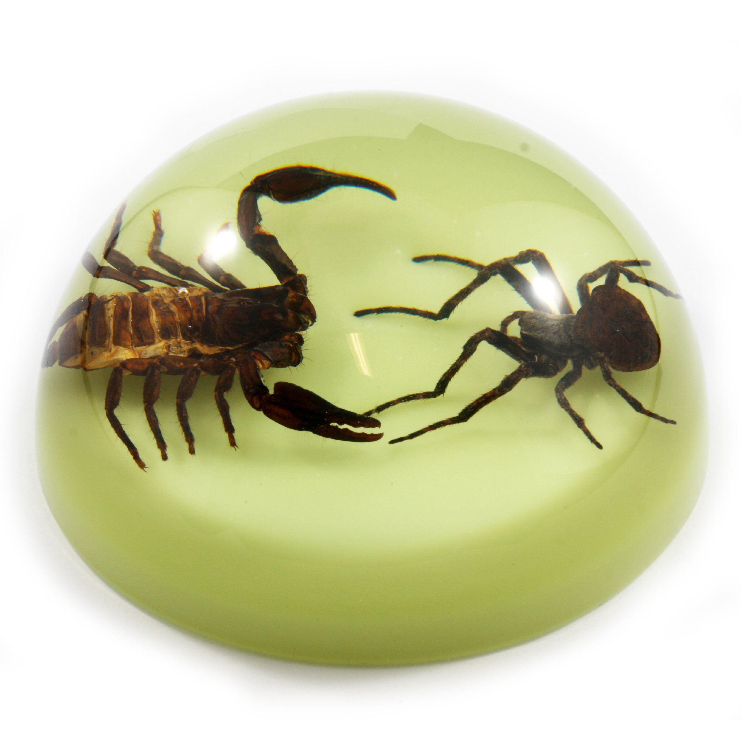 4" Fighting Scorpion & Spider Dome Paperweight