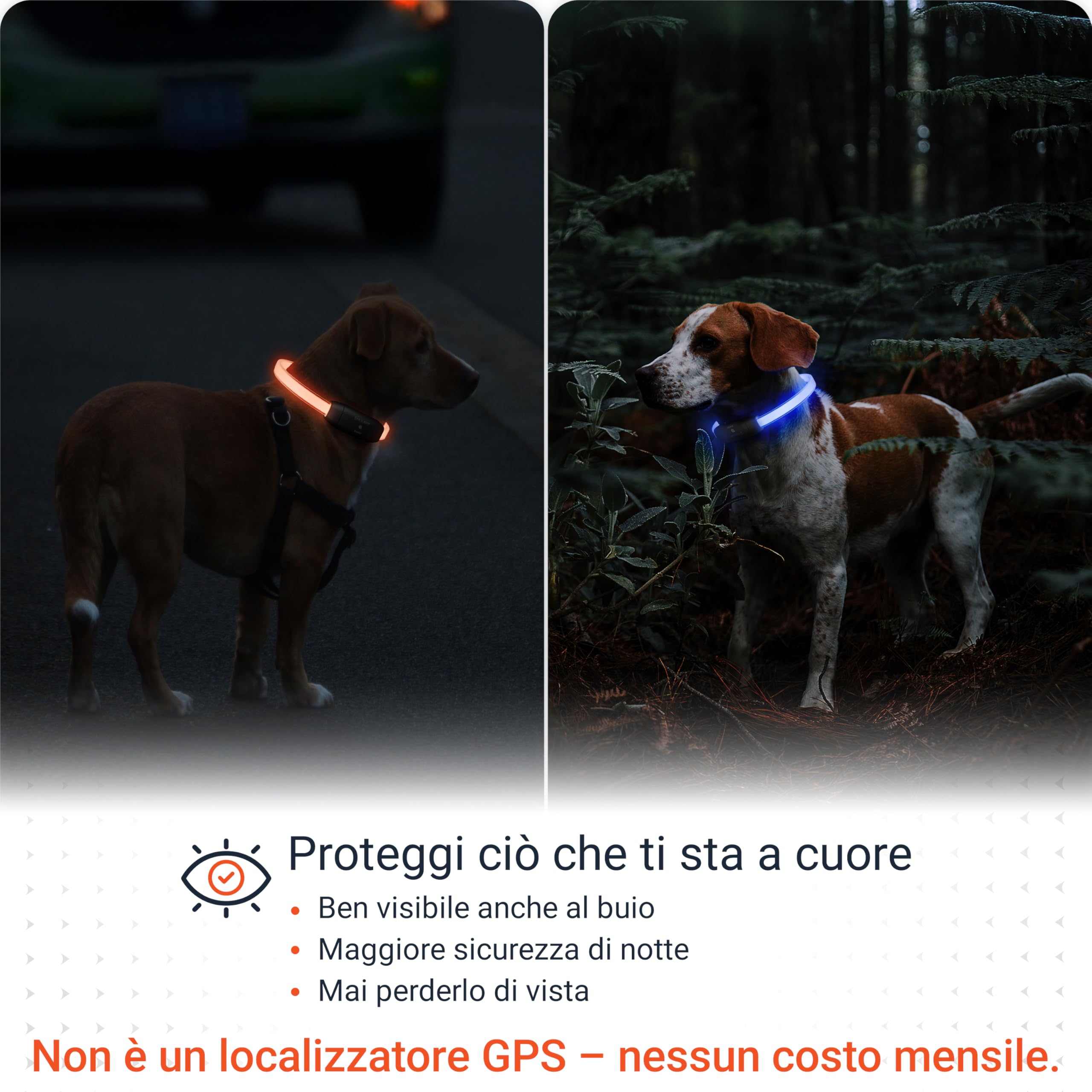 PAJ - LIGHT - Collare Luminoso ad Alta Visibilità Per Cani, Tutte Le Taglie - Lunghezza Regolabile Da 20 a 70cm - 100% Impermeabile - 7 Colori Diversi, Visibilità e Sicurezza Notturna